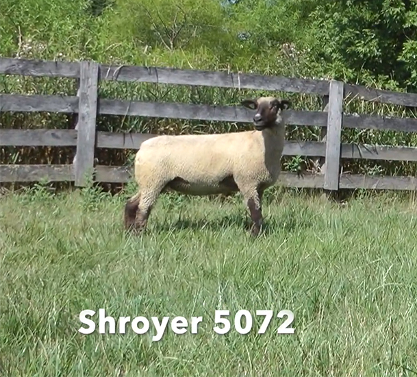 Shroyer-5072 Shroyer For Sale