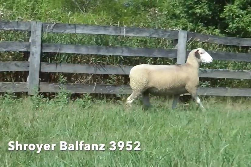 Shroyer-Balfanz-3952 Shroyer For Sale