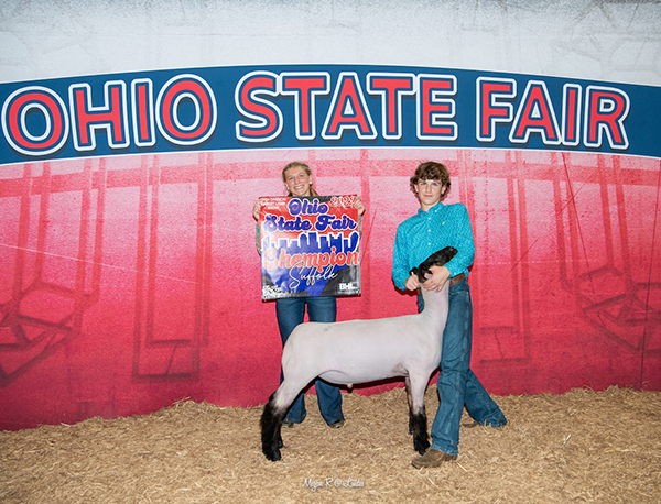 Champion Suffolk, 2022 Ohio State Fair Open and Jr Shows